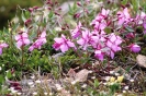 Iqaluit Flora