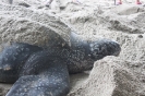 Female Leatherback