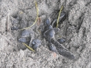 Leatherback Turtle Hatchlings