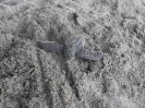 Leatherback Turtle Hatchling