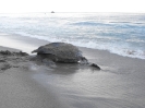 Female Leatherback Turtle