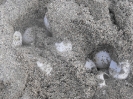 Leatherback Turtle eggs, Grande Riviere Beach