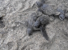 Leatherback Turtle Hatchlings